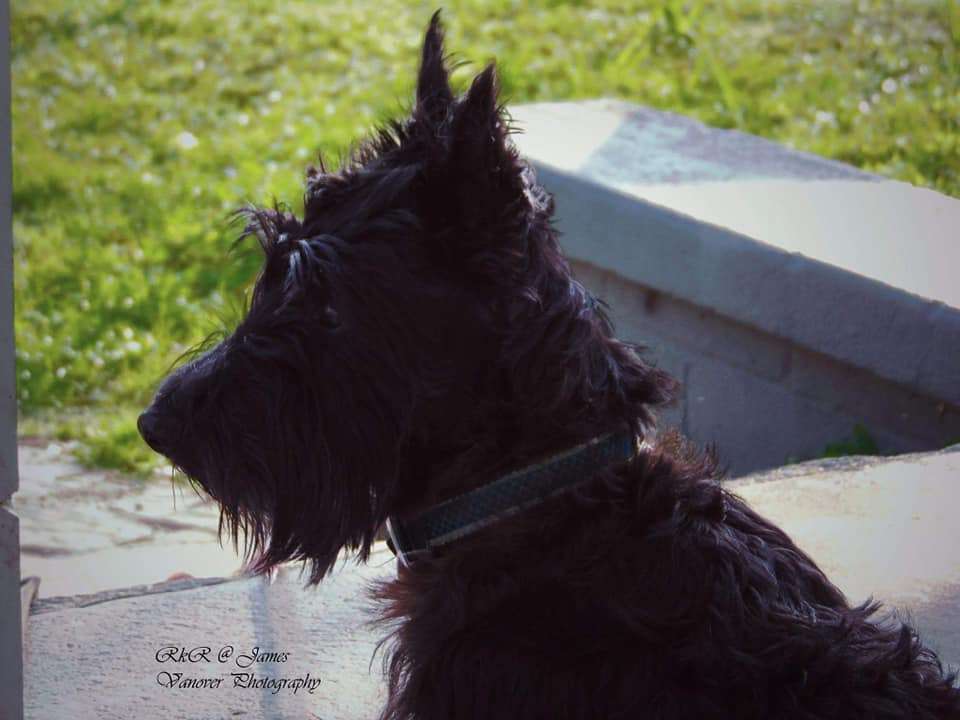 About Scottish Terriers